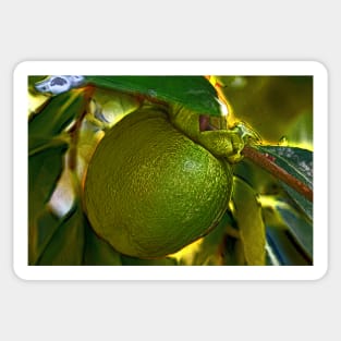 Bright Green Persimmon on the Tree Sticker